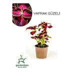 serada decor & plant Yaprak Güzeli Kolyos Çiçeği Saksılı 15-25cm
