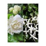 Serada Decor & Plant Yasemin Çiçeği, Arap Yasemin, Katmerli Ful Yasemin, 30-50 cm, 2 Adet, Çok Renkli, Dış Mekan Bitkisi
