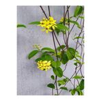 Serada Decor & Plant Yasemin Çiçekli Kokulu Sarı Renkli, 50-80 cm, 1 Adet Dış Mekan Bitkisi Jasminum Fruticans