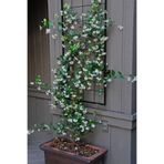 Serada Decor & Plant Yasemin Fdesi Ultra Kokulu, 10cm, Çiçekli Bodur Bitki