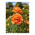 Serada Decor & Plant Yediveren Kavuniçi Renginde Gül Fidanı, 30-50 cm, 2 Adet Saksılı Aşılı Gül