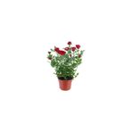 serada decor & plant Yediveren Kırmızı Gül Fidanı, 30-50 cm, 1 Adet