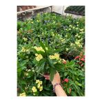 serada decor & plant Yellow Euphorbia milii Sarı Renk Dikenler Tacı Çiçeği Saksılı 20-30cm