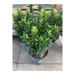 Serada Decor & Plant Yeşil Formlu 3 Adet Saksılı Çıtır Taflan Çiçeği, 30-40cm