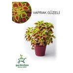 serada decor & plant Yeşil-Kırmızı Yapraklı Yaprak Güzeli Çiçeği, 1 Adet Saksılı