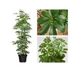 Serada Decor Plant Yeşil Şeflera Tek Dallı Salon Bitkisi Schefflera 70-80 Cm İç Mekan Bitkisi