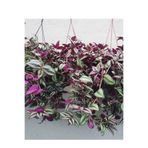 Serada Decor & Plant Yeşil Telgraf Çiçeği Alacalı, Makrome Saksılı, 30-50cm, Salon Çiçeği