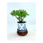 Serada Decor & Plant Yeşim Çiçeği, İç Mekan Ofis Bitkisi, 10-30cm, Yeşil
