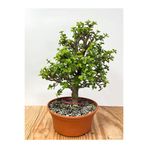 serada decor & plant Yeşim Çiçeği Saksılı, 15-30 cm, Portulacaria Afra, 1 Adet