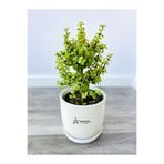 serada decor & plant Yeşim Para Çiçeği (Portulacaria afra) 15-30 cm Saksılı Yenilebilir Salon Bitkisi