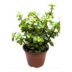serada decor & plant Yeşim Para Çiçeği (Portulacaria afra) 20-30 cm Saksılı Yenilebilir Ofis Bitkisi