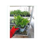 Serada Decor & Plant Yılbaşı Çiçeği Bitkisi, 4'lü Set