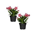 Serada Decor Plant Yılbaşı Çiçeği Kırmızı 2 Adet 10-20 cm Schlumbergera Truncata