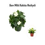 serada decor & plant Yoğun Kokulu Gardenya Çiçeği, Sarı Milii Kaktüs Hediyeli