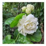 Serada Decor Plant Yoğun Kokulu Katmerli Ful Yasemin Çiçeği 50-90 cm