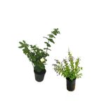 Serada Decor & Plant Yoğun Kokulu Katmerliful Yasemin + Duranta Çiçeği, 2'li Set, 40-60 cm, Çok Renkli