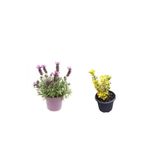 Serada Decor & Plant Yoğun Kokulu Mor Lavanta Fidanı + Altuni Taflan Çit Bitkisi 2'li Set, 20-30cm