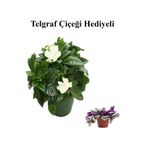 Serada Decor & Plant Yoğun Mis Kokulu Gardenya Çiçeği, Beyaz, Telgraf Hediyeli