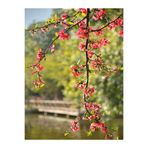Serada Decor & Plant Yörük Gelini Bahar Dalı, 30-70 cm, Tüplü Dış Mekan Ağacı, Japanese Quince, Kırmızı Çiçekli