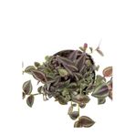serada decor & plant Zebra Telgraf Çiçeği, Makrome Saksılı Tradescantia Zebrina, 1 Adet