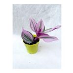 SERADA DECOR&PLANT Pembe Telgraf Çiçeği Tradescantia Nanouk 5.5 Cm Saksı