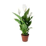 Seradanal Barış Çiçeği Spathiphyllum Sokak Lambası Ev Bitkisi Ofis Bitkisi Barış Çiçeği