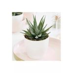 Seramik Saksı Haworthia Sukulent
