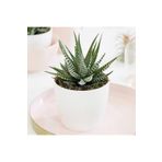 Seramik Saksı Haworthia Sukulent