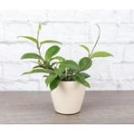 Seramik Saksı Hoya Carnosa Mum Çiçeği