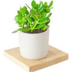 Seramik Saksıda Crassula Ovata Para Çiçeği 5 Alman Zambağı Soğanı