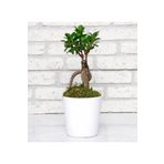 Seramik Vazoda Ficus Gingsey Bonsai