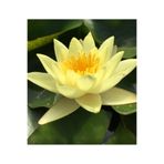 Serdar Çam Tohumculuk 1 Adet Sarı Renk Lotus Çiçeği Tohumu (Nilüfer) Lotus Tohumu