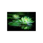 Serdar Çam Tohumculuk 1 Adet Yeşil Renk Lotus Çiçeği Tohumu (Nilüfer) Lotus Tohumu