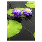Serdar Çam Tohumculuk 10 Adet Tohum Mor Lotus Çiçeği Tohumu