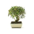 Serdar Çam Tohumculuk 3 Adet Bonsai Zeytin Ağacı Tohumu