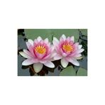 Serdar Çam Tohumculuk 3 Adet Pembe Renk Lotus Çiçeği Tohumu