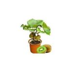 Serdar Çam Tohumculuk 5 Adet Tohum Bodur Kivi Bonsai Ağacı Tohumu Saksı Toprak Süpriz Hediye Bonsai Ağacı Tohumludur, 5596684673322