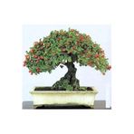 Serdar Çam Tohumculuk Bodur Bonsai Kırmızı Alıç Ağacı Tohumu Alıç Tohumu 5 Adet Tohum