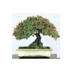 Serdar Çam Tohumculuk Bodur Bonsai Kırmızı Alıç Ağacı Tohumu Bonsai Ağacı Tohumu Ekim Seti 5 Adet Tohum +saksı+toprak