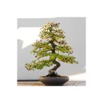 Serdar Çam Tohumculuk Bodur Cennet Bonzai Ağacı Tohumu 5 Adet Bonsai Ağacı Tohumu 172583708