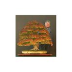 Serdar Çam Tohumculuk Bodur Çınar Bonzai Ağacı Tohumu 5 Adet Bonsai Ağacı Tohumu