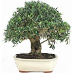 Serdar Çam Tohumculuk Bodur Defne Bonzai Ağacı Tohumu 3 Adet Bonsai Ağacı Tohumu