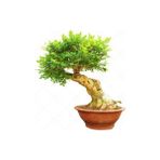 Serdar Çam Tohumculuk Bodur Dişbudak Bonzai Ağacı Tohumu 5 Tohum Bonsai Tohumu - 5 Adet