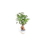 Serdar Çam Tohumculuk Bodur Japon Kavağı Bonzai Ağacı Tohumu 5'li Bonsai Tohumu - 5 Adet