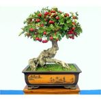 Serdar Çam Tohumculuk Bodur Kırmızı Alıç Bonzai Ağacı Tohumu 5 Adet Bonsai Ağacı Tohumu