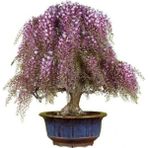 Serdar Çam Tohumculuk Bodur Palmiye Bonsai Ağacı Tohumu 3'lü - 3 Adet