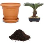 Serdar Çam Tohumculuk Bodur Palmiye Bonsai Ağacı Tohumu Ekim Seti - 3 Adet
