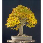 Serdar Çam Tohumculuk Bodur Sarı Alıç Bonzai Ağacı Tohumu 5 Adet Bonsai Ağacı Tohumu