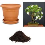 Serdar Çam Tohumculuk Ithal Bodur Beyaz Gül Bonsai Ağacı Tohumu Ekim Seti