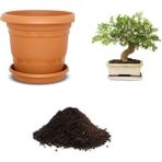 Serdar Çam Tohumculuk Ithal Dişbudak Bonsai Ağacı Tohumu Ekim Seti - 5 Adet